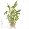 Hygrophila corymbosa 