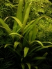 Hygrophila corymbosa