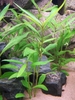 Hygrophila corymbosa