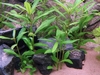 Hygrophila corymbosa