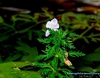 Limnophila sessiliflora i full blomst (over vann)