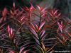 Ludwigia arcuata