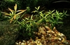 Ludwigia arcuata