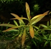 Ludwigia arcuata