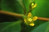 Ludwigia repens, flower