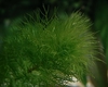 Myriophyllum aquaticum (Green)