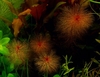 Myriophyllum tuberculatum (Red)