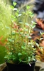 Rotala rotundifolia sump