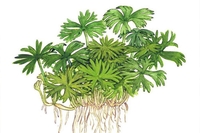 Tropica