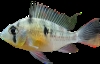 Boliviansk ram, hunn kjøpes