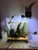 Lite avkarium med neontetra og gul algespiser