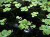 Pistia & Frogbit - kan sendes