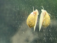 &copy; Kine Hellesen