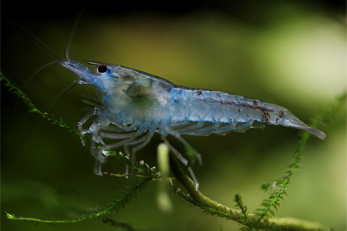 Bilde av Neocaridina cf. zhangjiajiensis (Blue Pearl Shrimp)