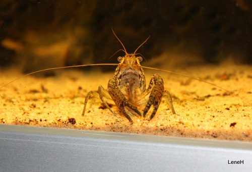 Bilde av Procambarus paeninsulanis (Blå kreps)