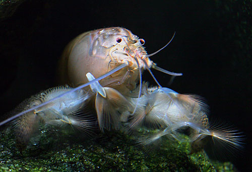 Bilde av Atya gabonensis (Gabonreke)