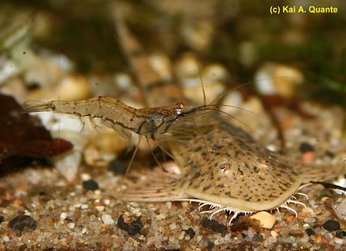 Bilde av Macrobrachium lanchesteri (Glassreke)