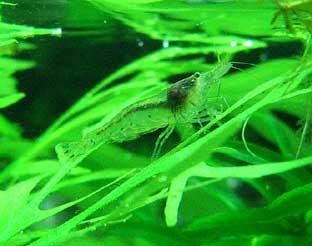 Bilde av Neocaridina sp. blue (Blå reke)