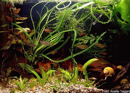 Bilde av akvarium