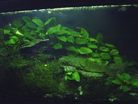 Bilde av akvarium