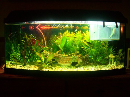 Bilde av akvarium