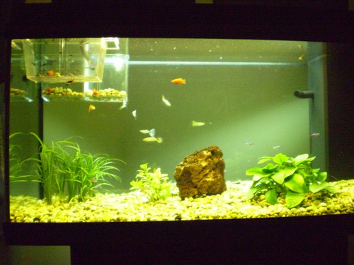 Bilde av akvarium