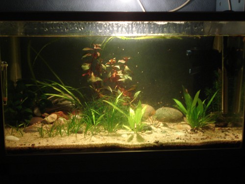 Bilde av akvarium