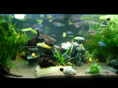 Bilde av akvarium