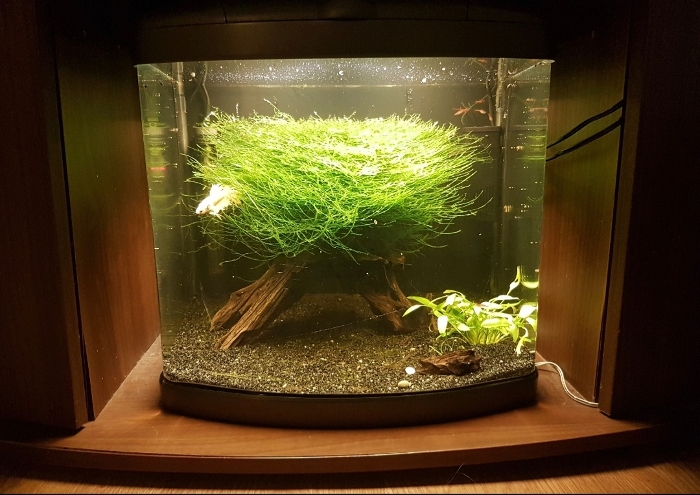 Bilde av akvarium