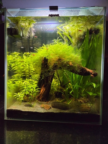 Bilde av akvarium