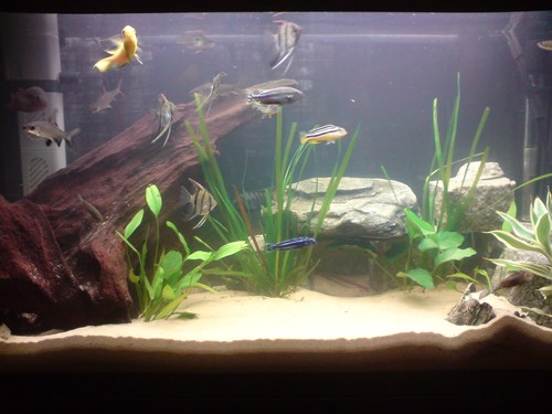 Bilde av akvarium