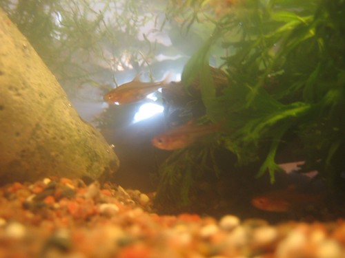 Bilde av akvarium