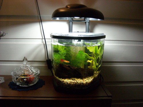 Bilde av akvarium