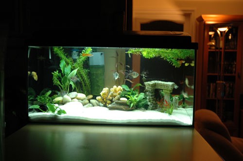 Bilde av akvarium
