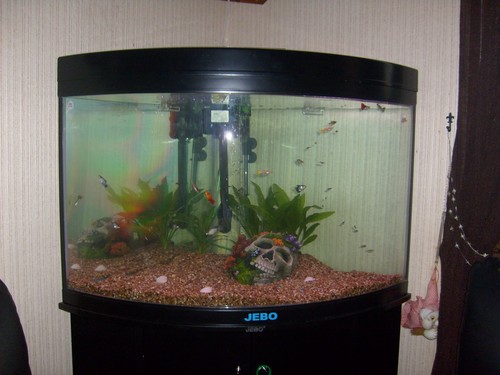 Bilde av akvarium