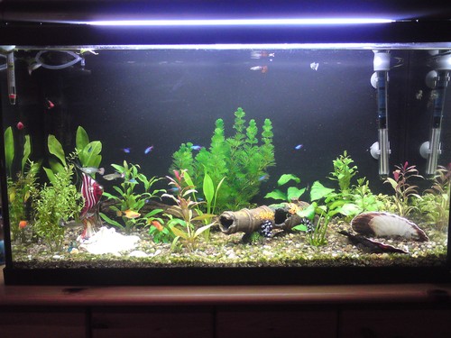 Bilde av akvarium