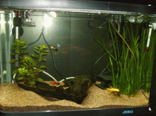 Bilde av akvarium