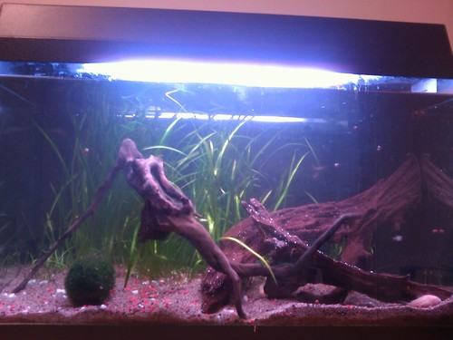 Bilde av akvarium