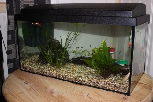 Bilde av akvarium