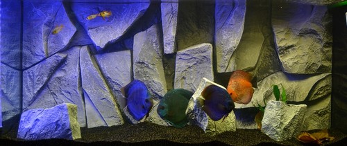 Bilde av akvarium