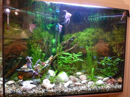 Bilde av akvarium