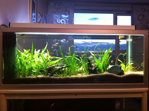 Bilde av akvarium