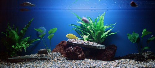 Bilde av akvarium