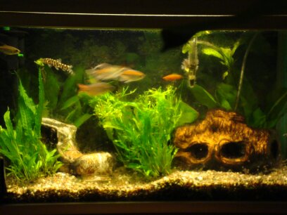 Bilde av akvarium
