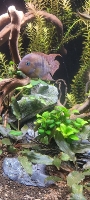 Bilde av akvarium