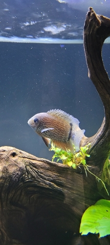 Bilde av akvarium