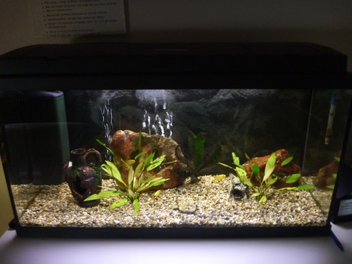 Bilde av akvarium