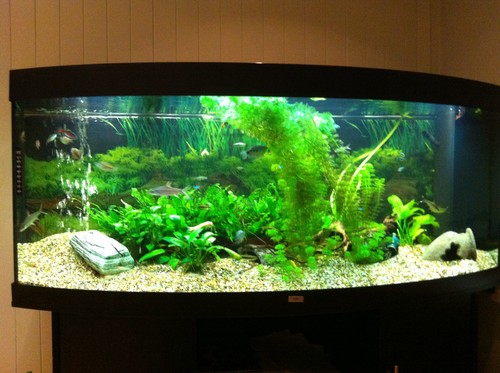 Bilde av akvarium