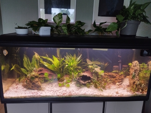 Bilde av akvarium