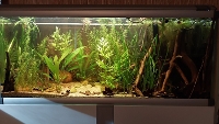 Bilde av akvarium